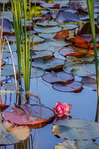 Gartenteich der Kursana Residenz Wien Tivoli | ©  BILDAGENTUR ZOLLES KG/Christian Hofer