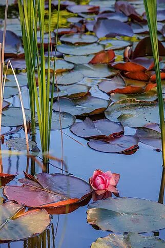 Die romantische Lesung im weitläufigen Garten von Kursana | © BILDAGENTUR ZOLLES KG/Christian Hofer